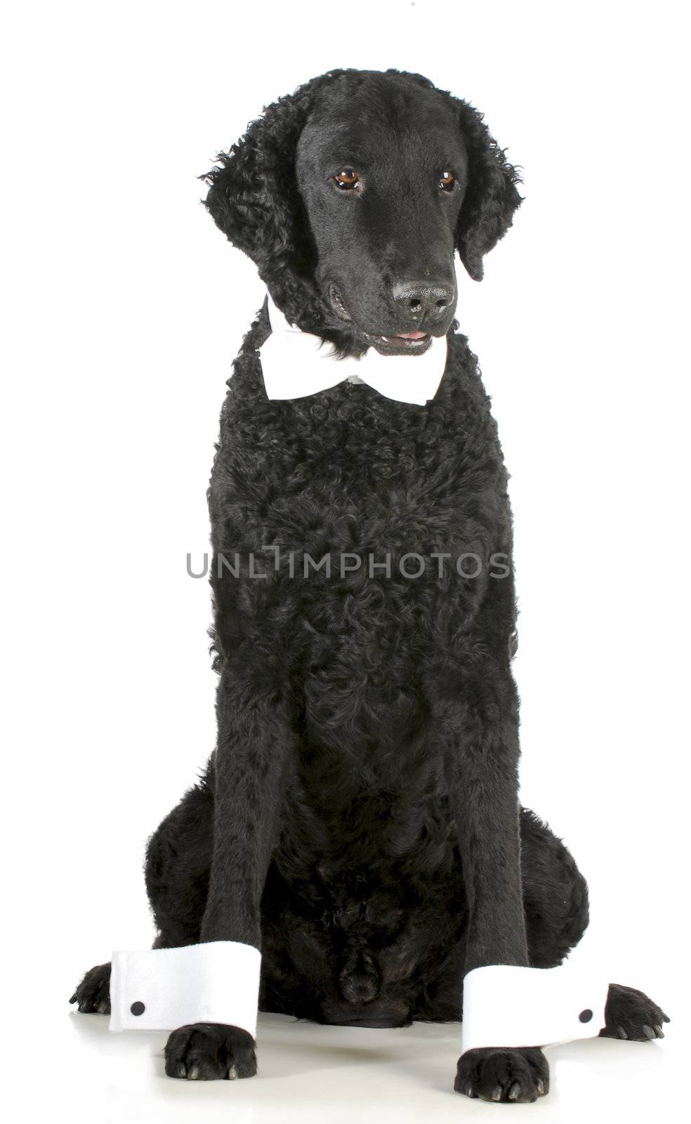 formal dog - curly coated retriever dressed up in bow tie and cuffs on white background