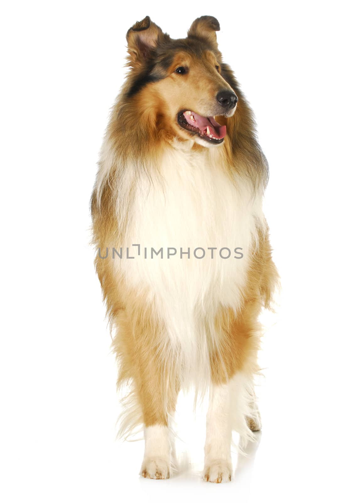 rough collie by willeecole123