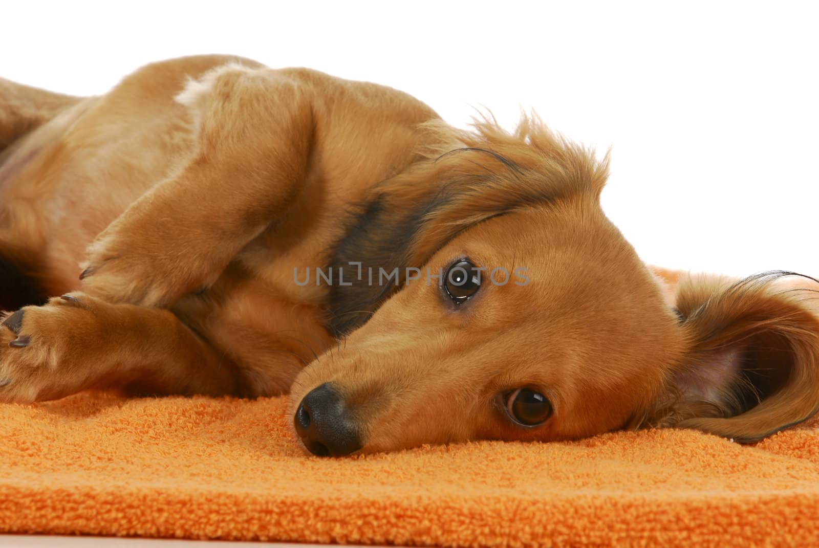 miniature dachshund laying down on orange blanket looking at viewer