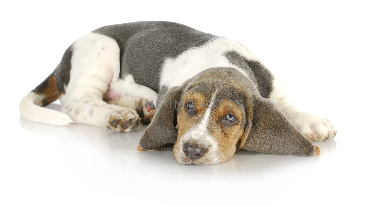 basset hound puppy laying down with reflection on white background