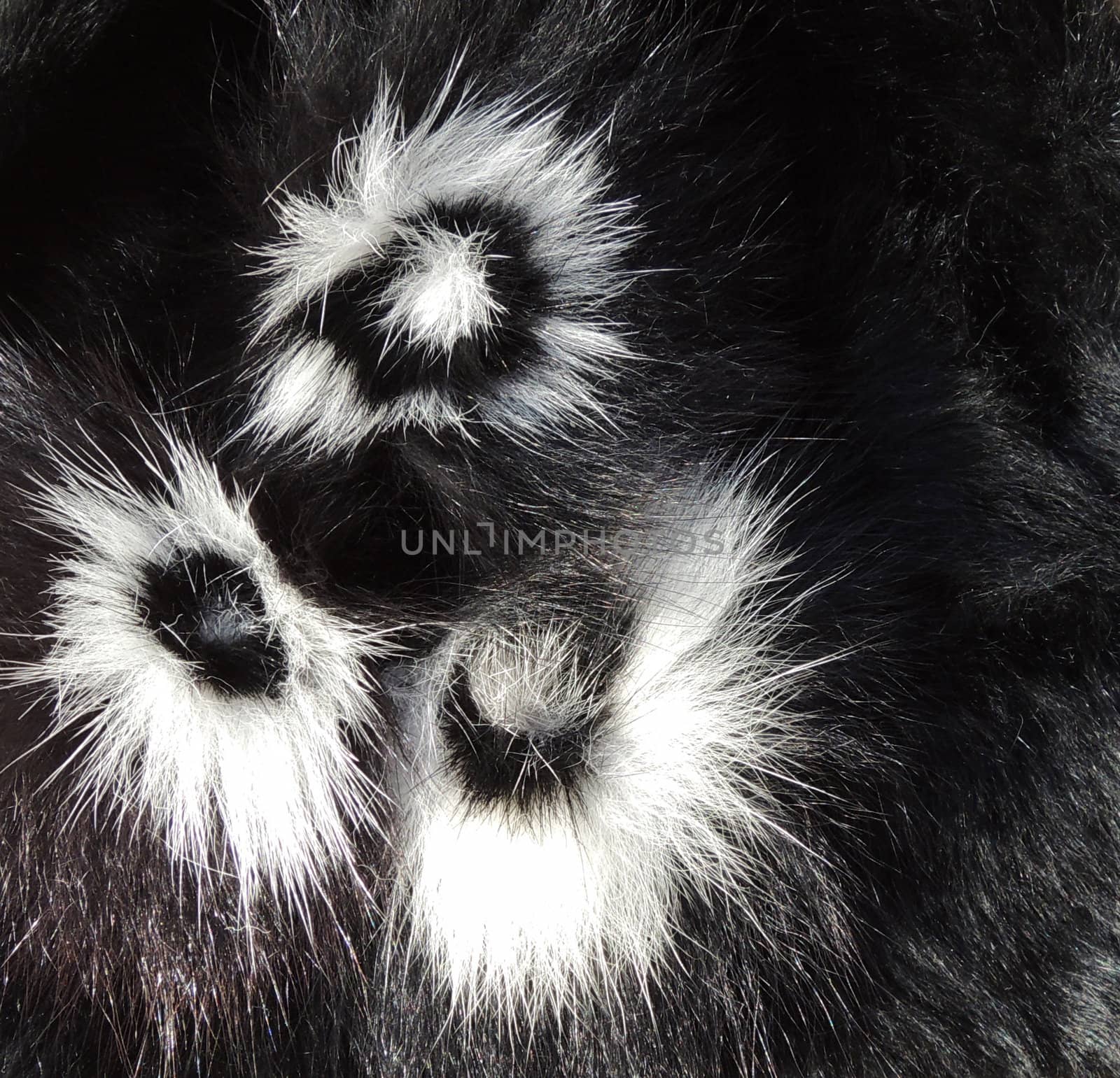 Black and white fur texture by MalyDesigner