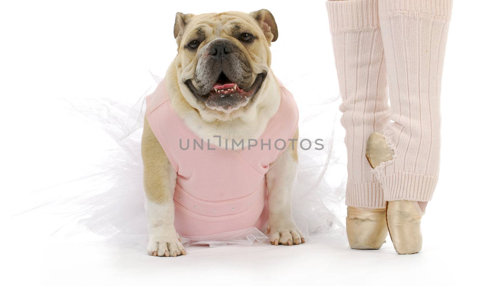 dancing dog - english bulldog in tutu sitting beside ballerina