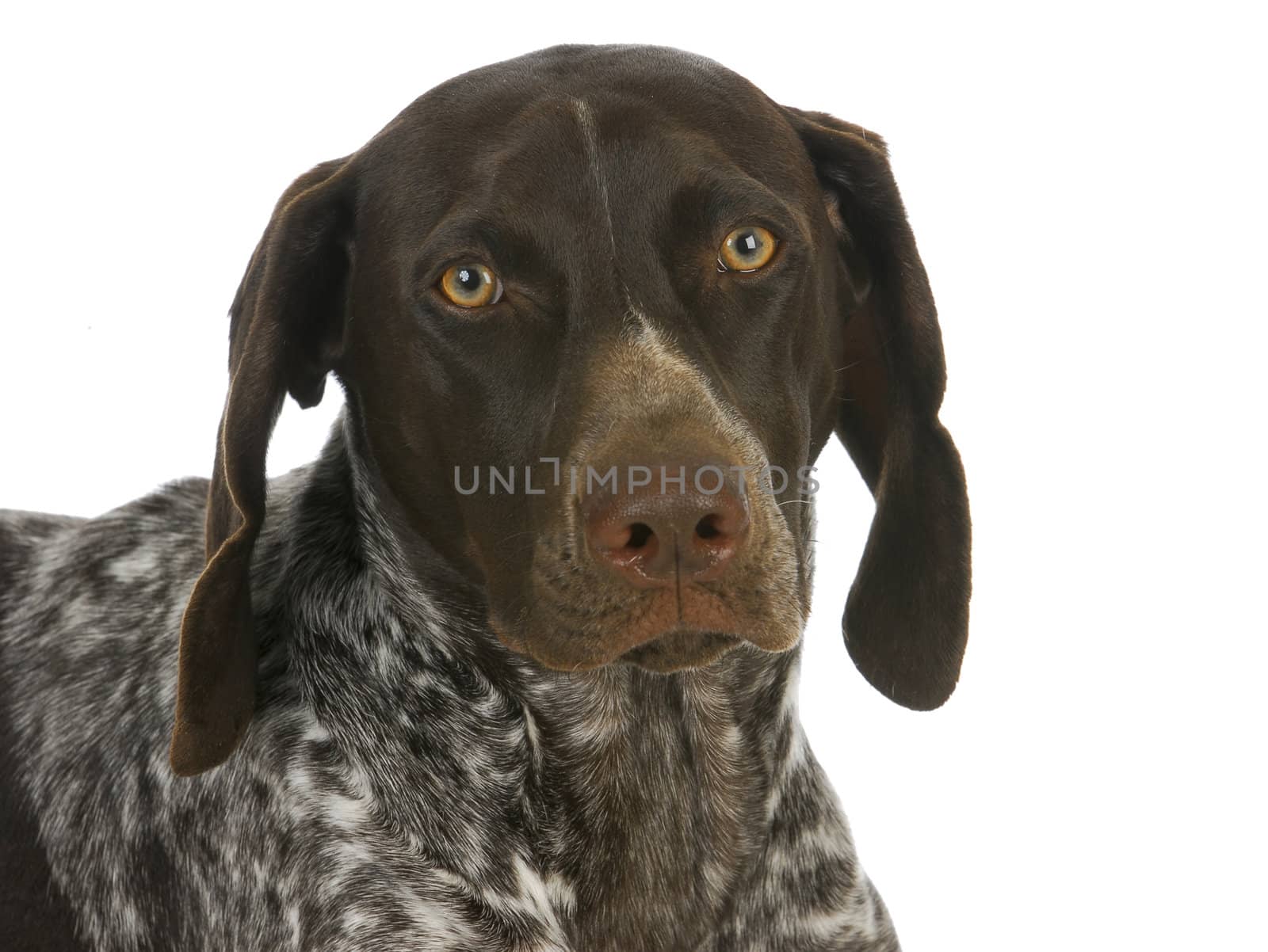 german short haired pointer portrait isolated on white background