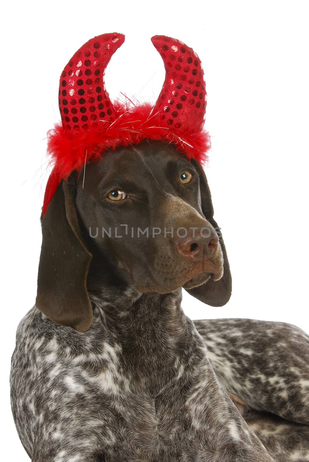 bad dog - german short haired pointer wearing devil ears with reflection on white background