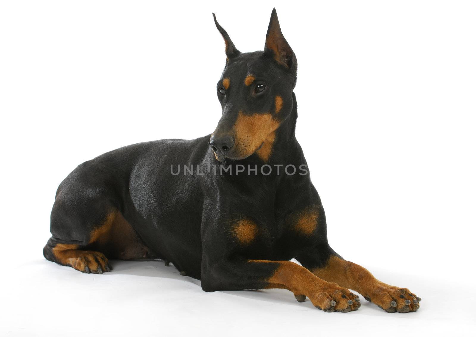 doberman pinscher laying down isolated on white background