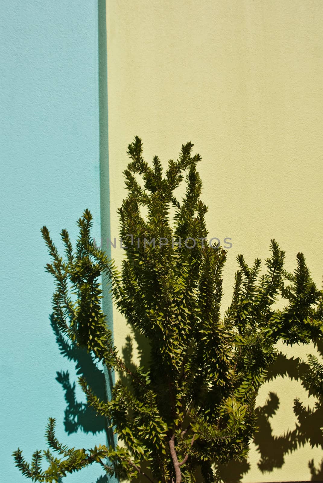 Aqua and Lime walls with green  bush