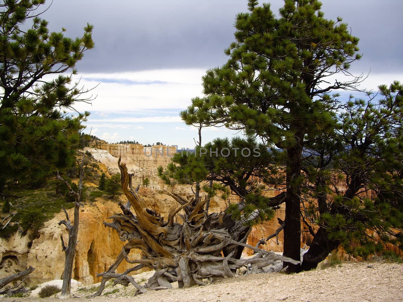 Uprooted tree at Bryce Canyon by emattil