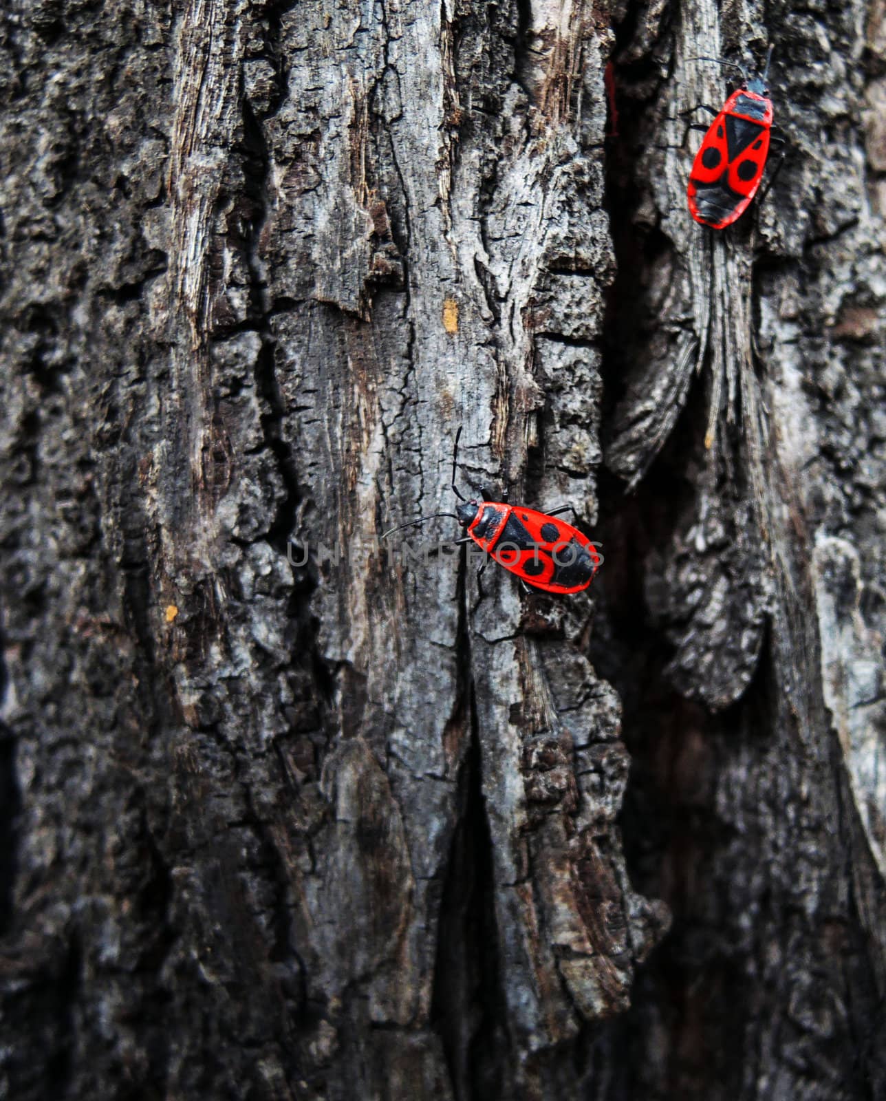 Grunge wood texture with bug by MalyDesigner