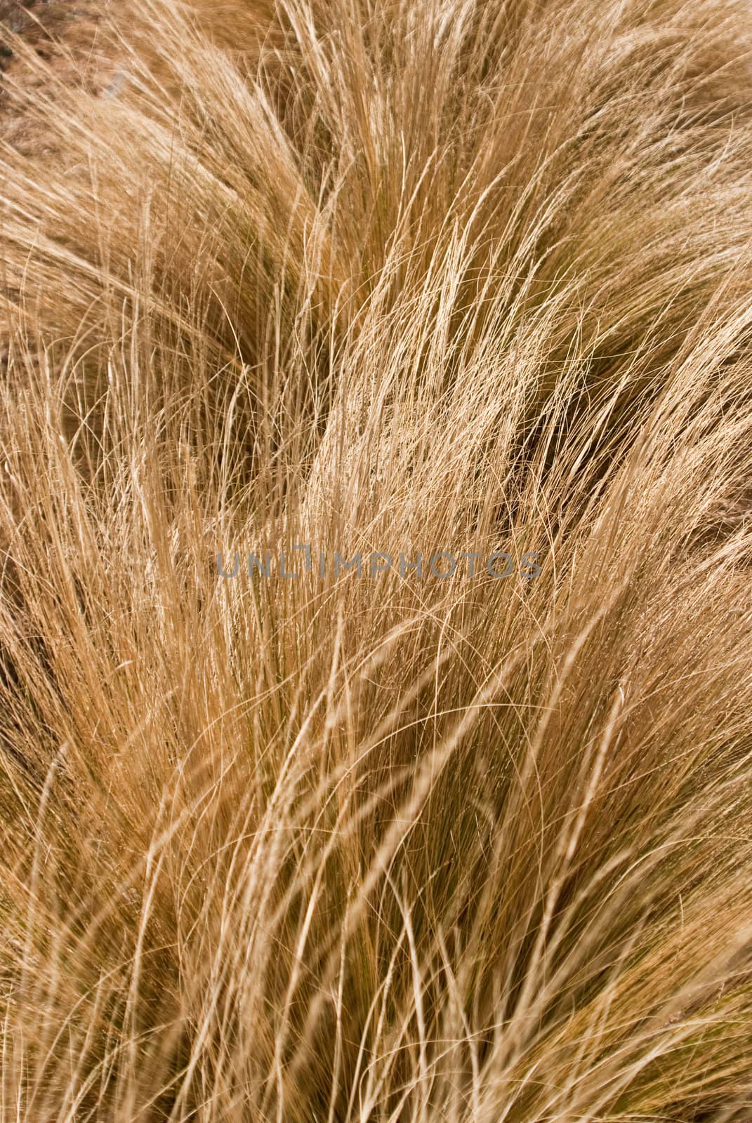 Golden Wind Blown Grasses