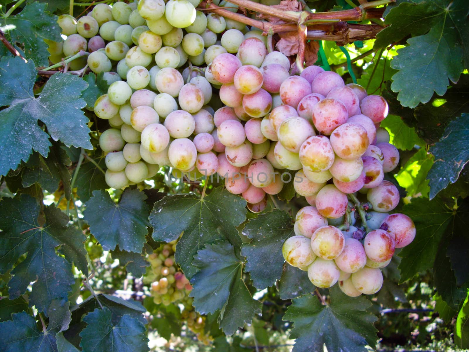 Bunch of ripening grapes on the vine by emattil