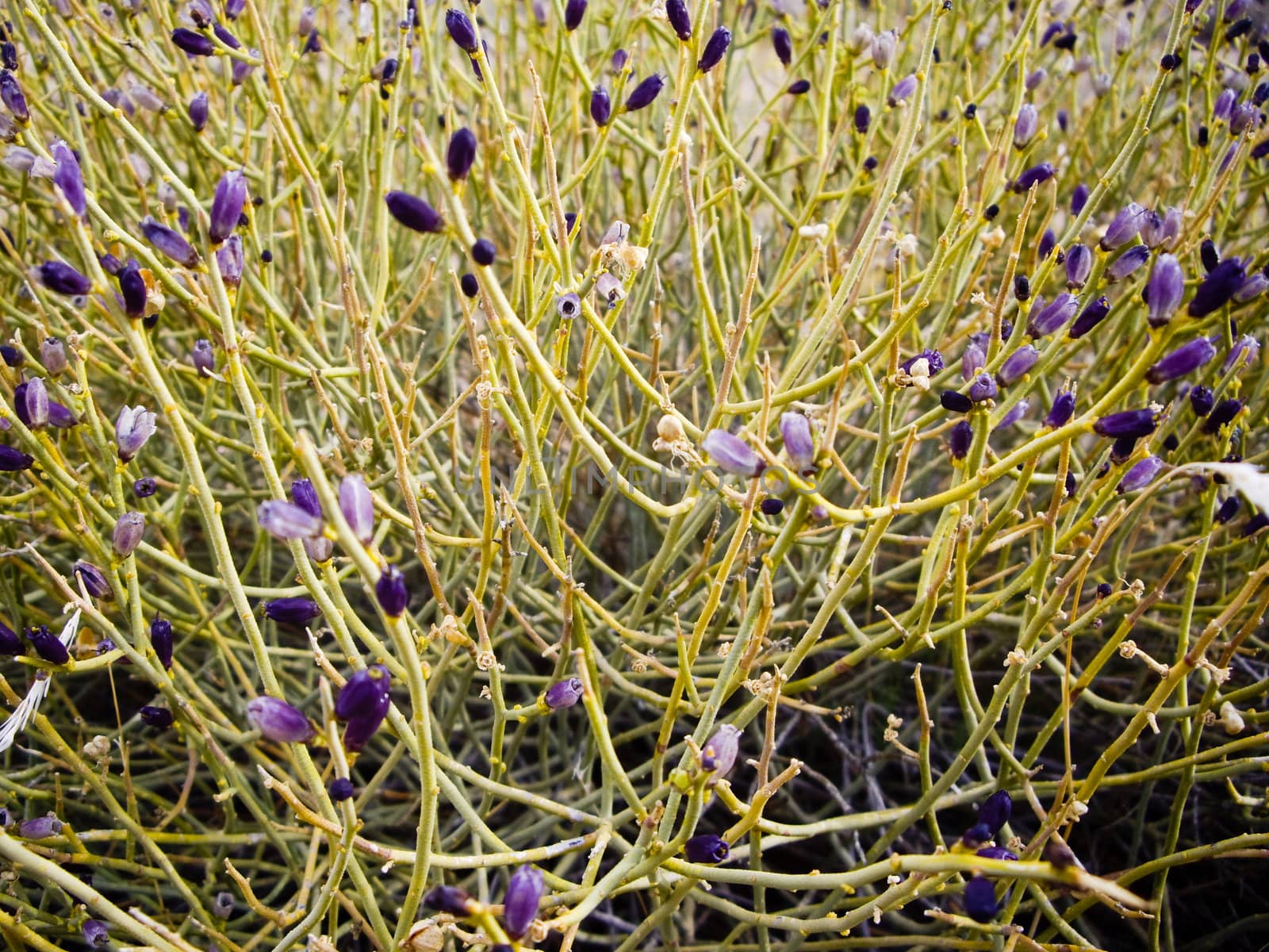 Tangle of purple wildflowers