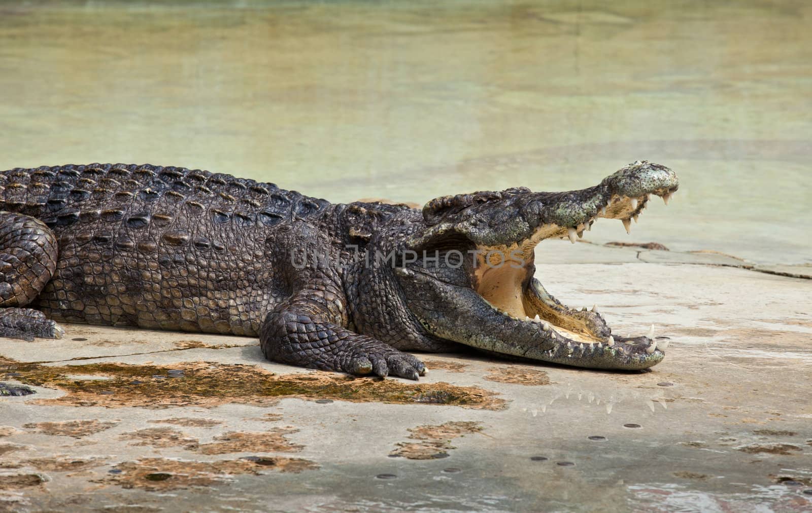crocodile with open mouth resting in water