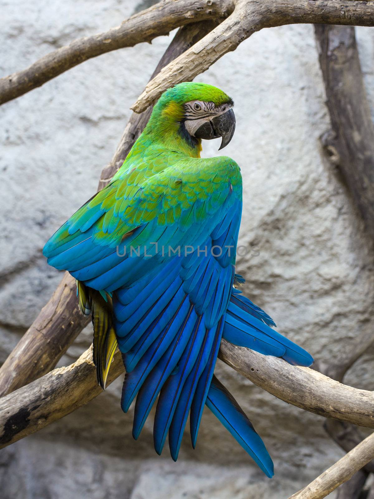 Blue and Gold macaw, Scientific name "Ara ararauna" bird by FrameAngel