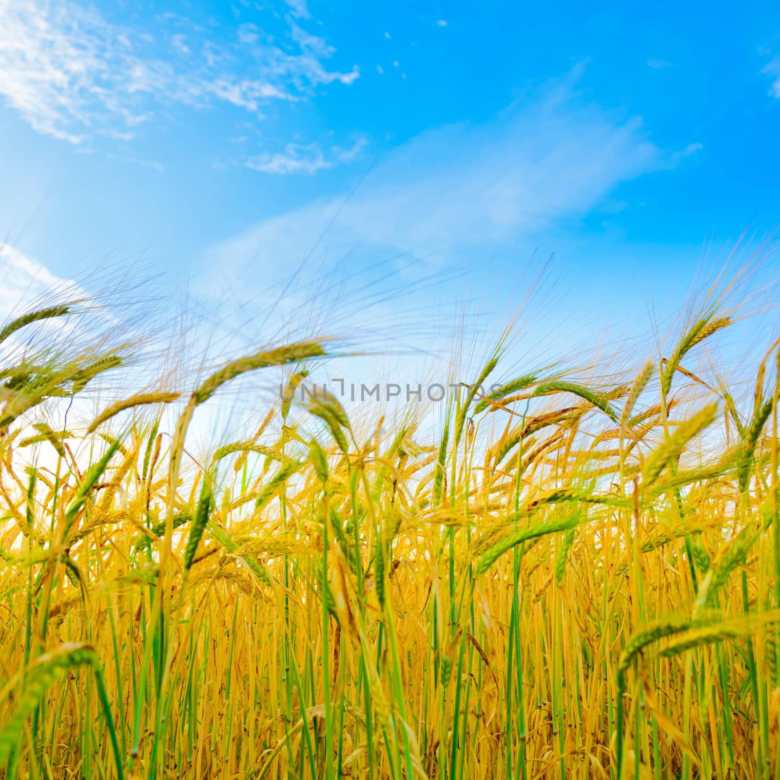 Wheat field against blue sky