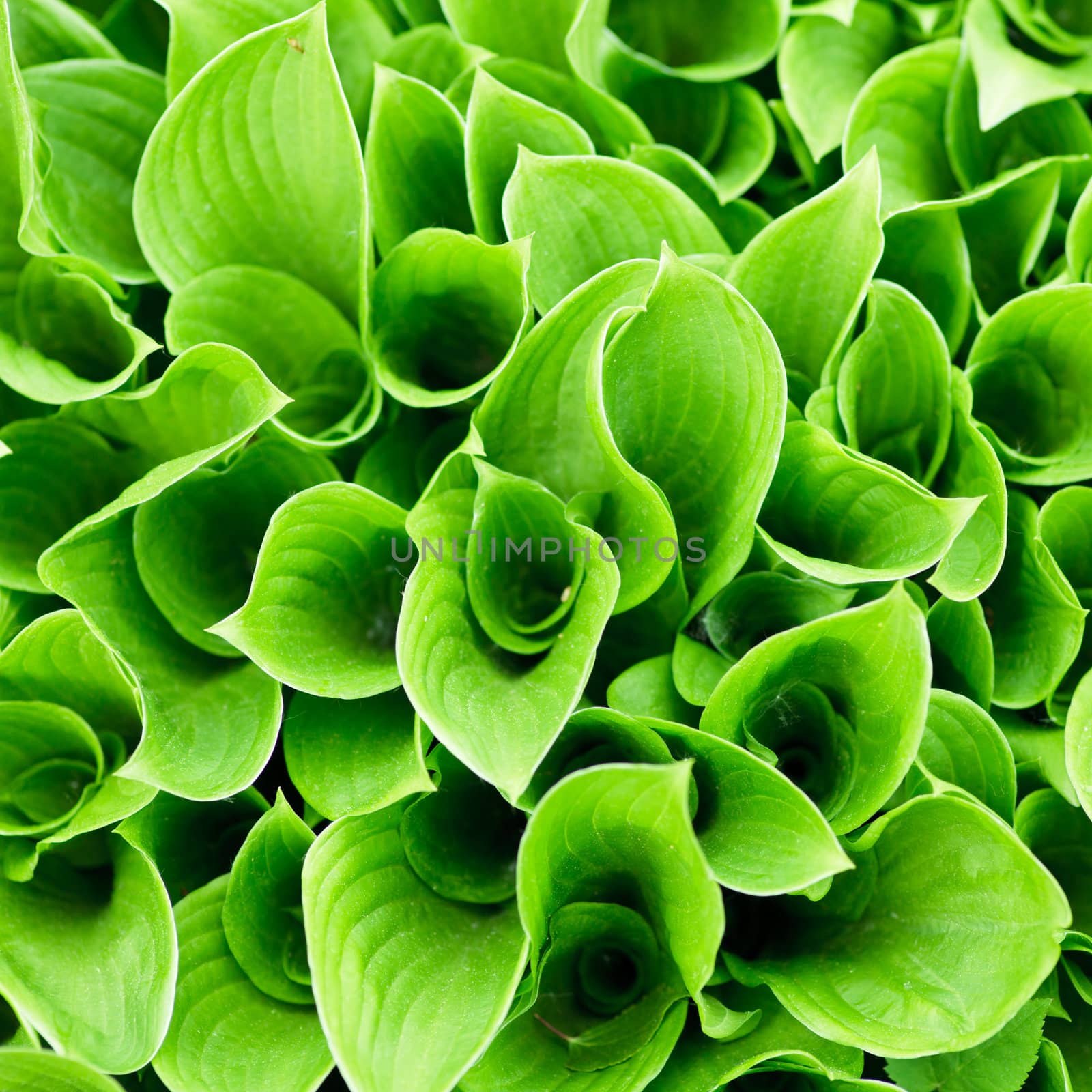Green leaves close-up natural background