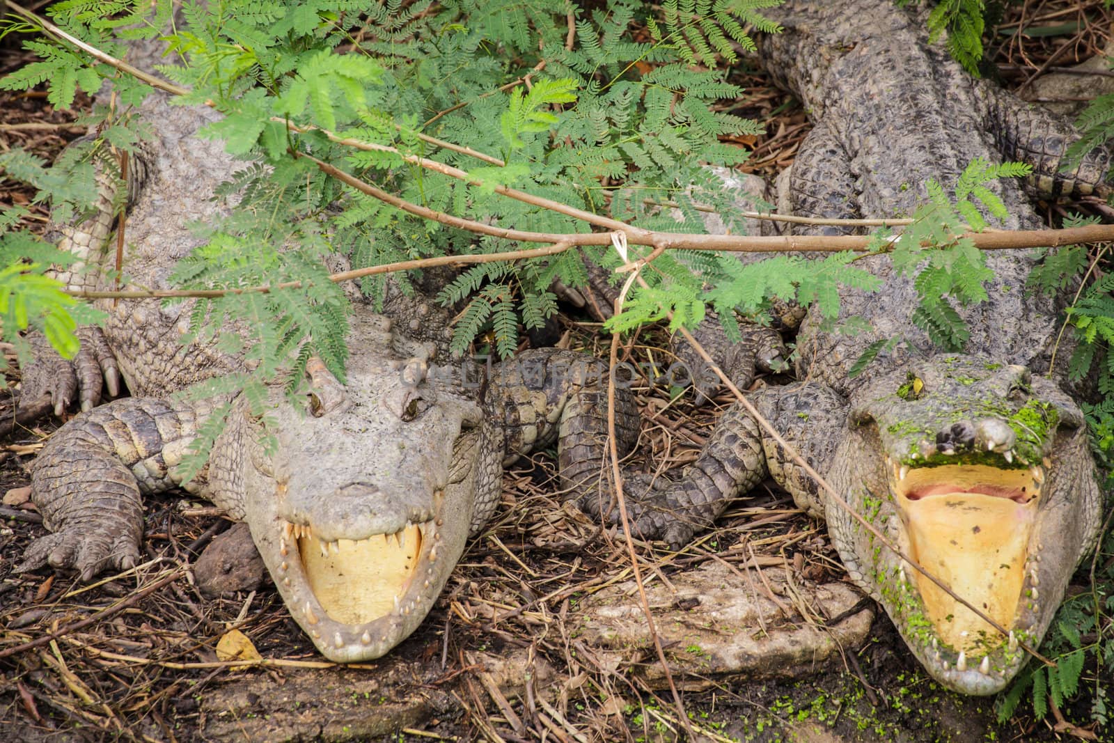 couple crocodile waiting for victim