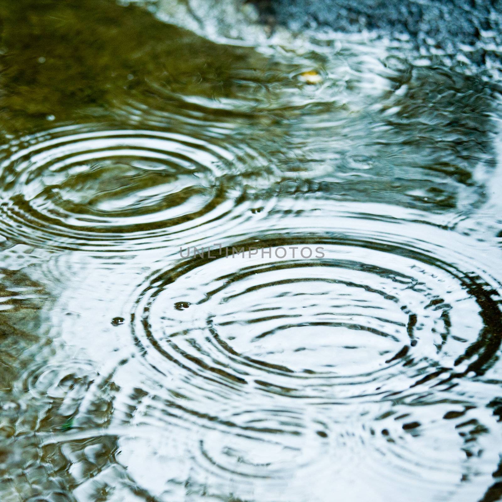 Rain drops rippling in a puddle