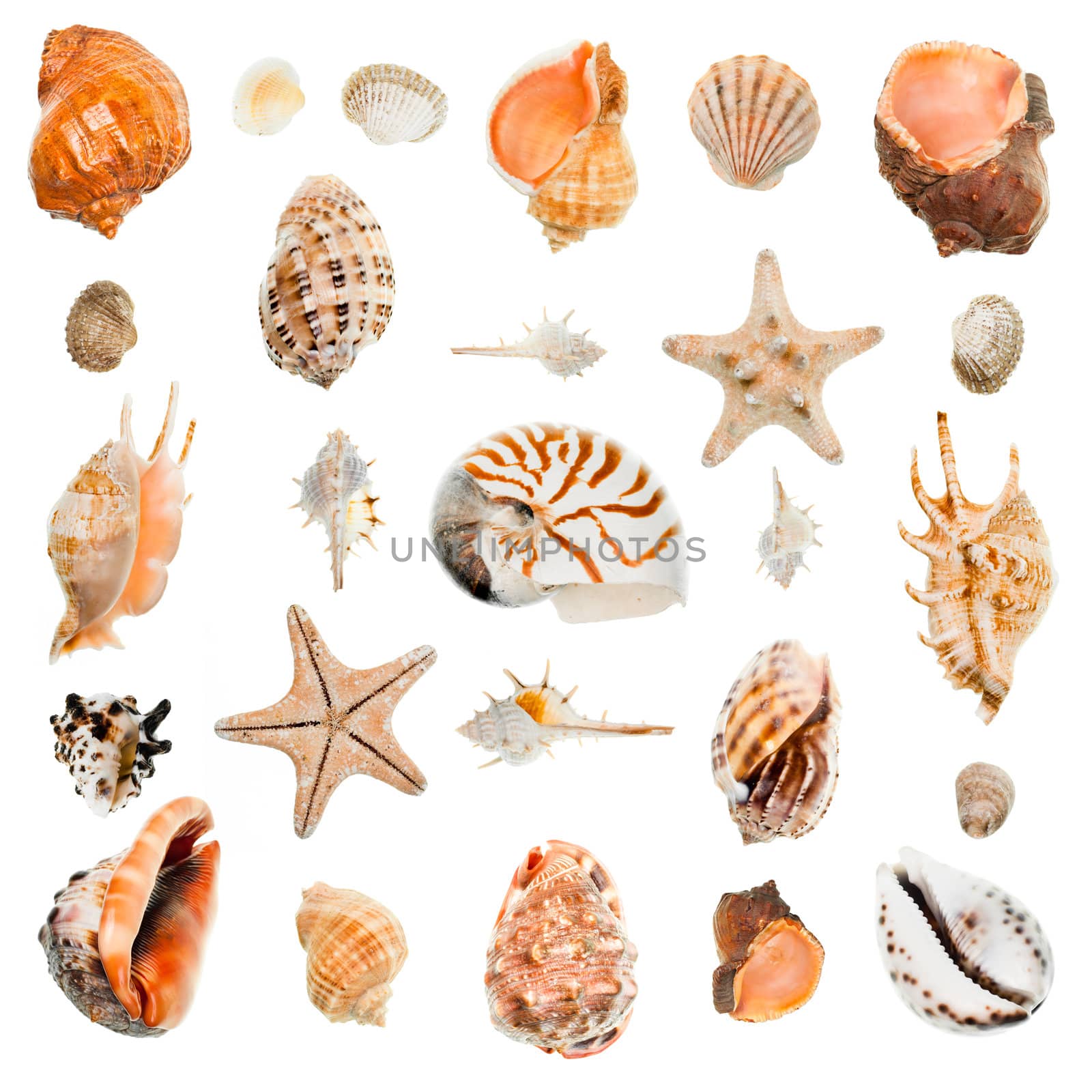 Seashells collection by naumoid