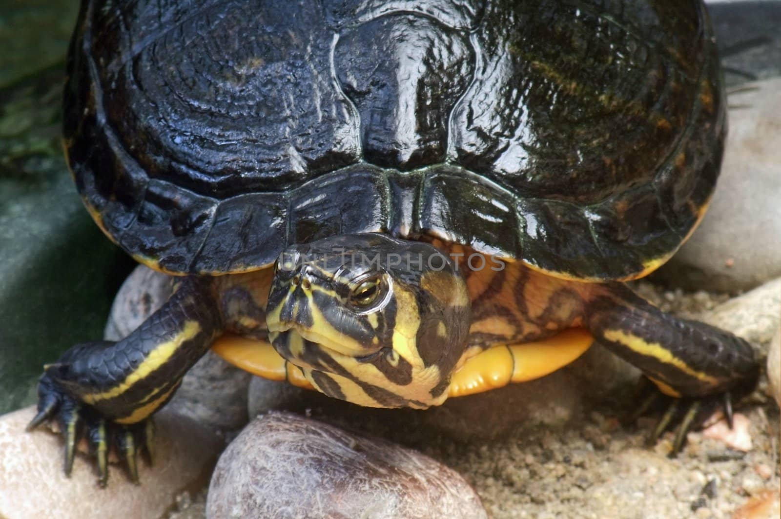 high angle frontal detail of a freshwater turtle in stony ambiance