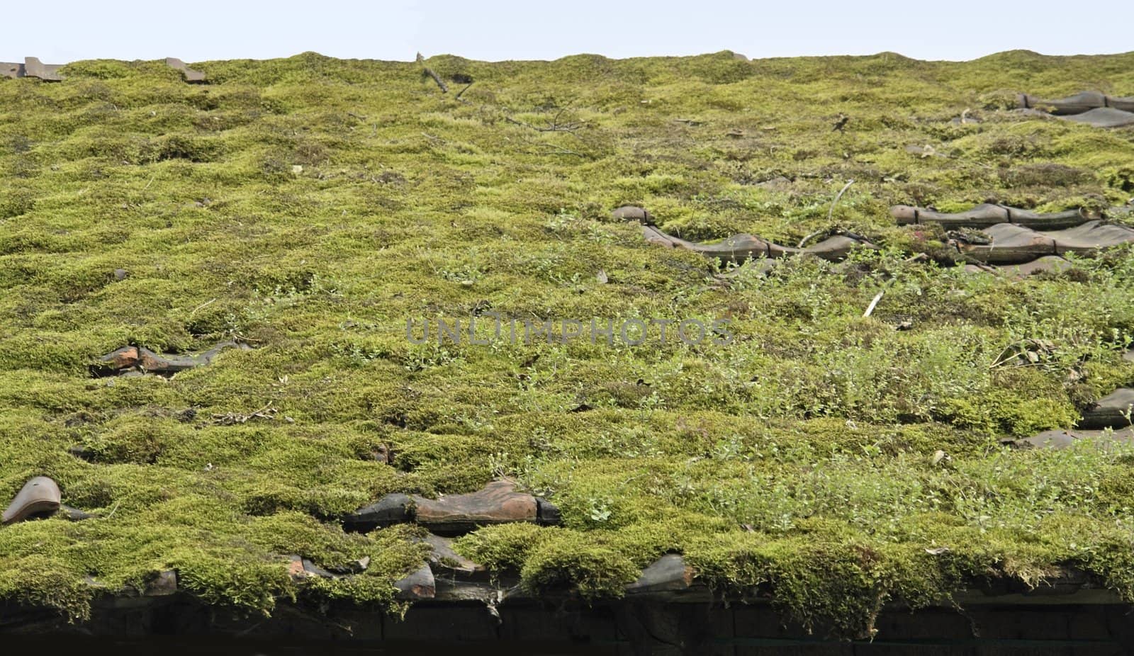detail of a overgrown old roof in horizontal view