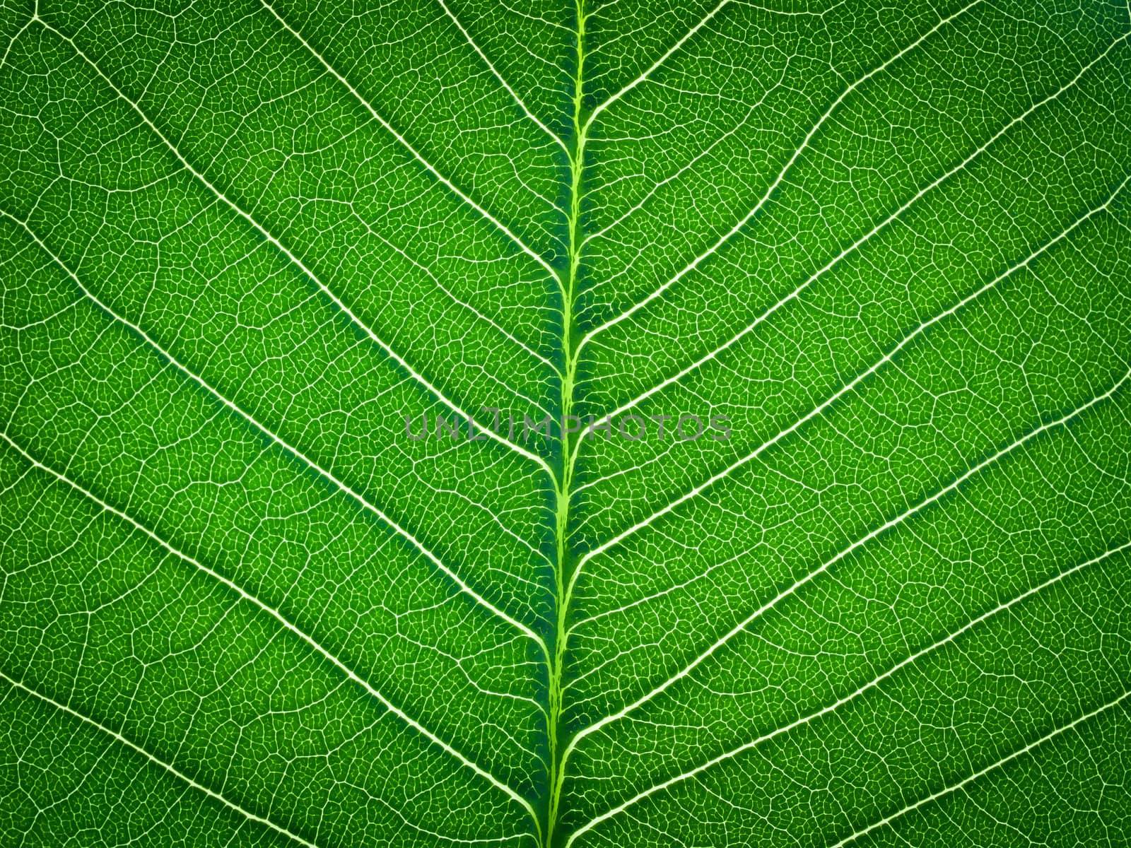 green leaf texture