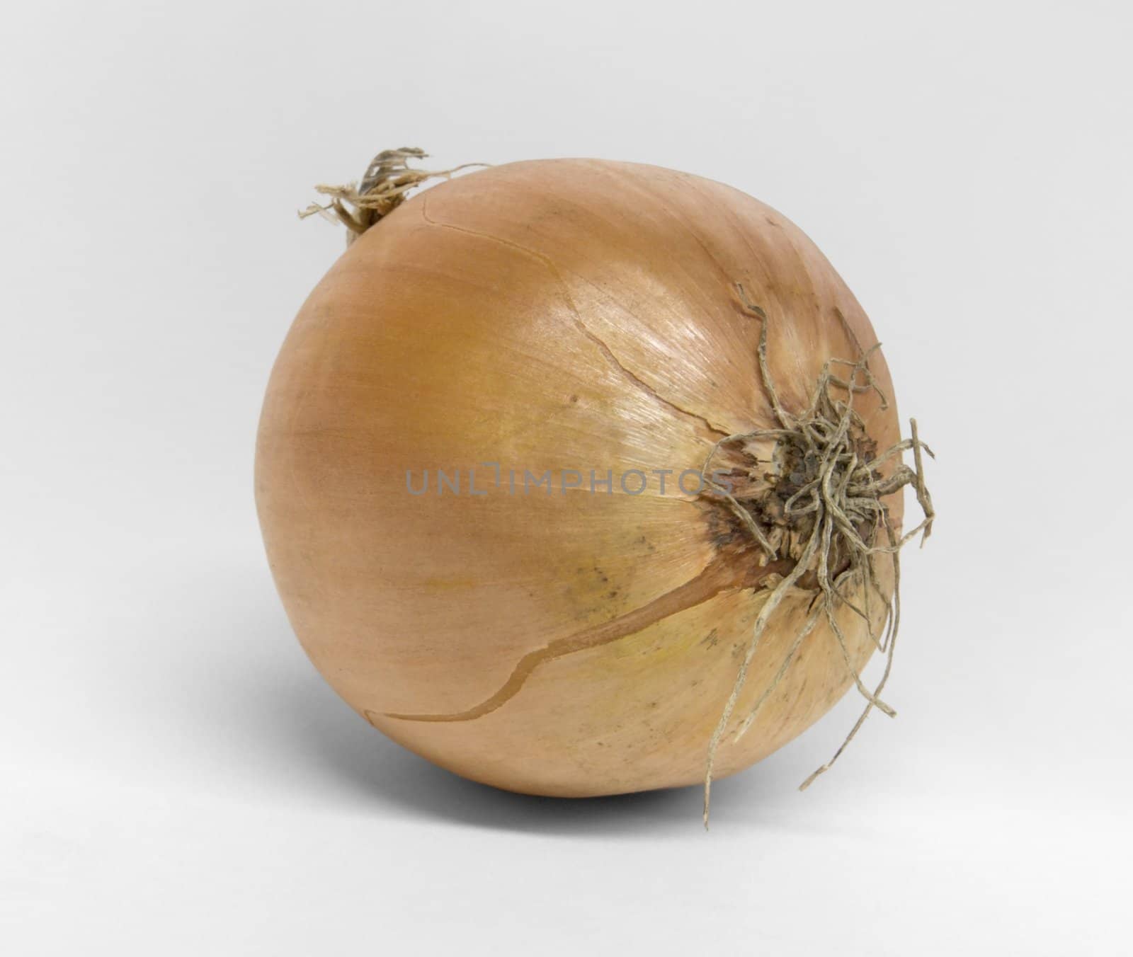 single onion on desk in light grey back