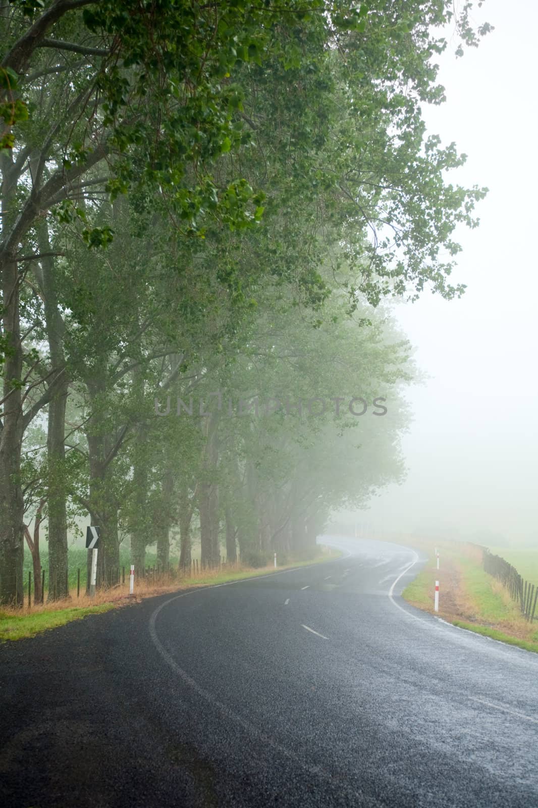 Country road with roadside trees on a foggy day