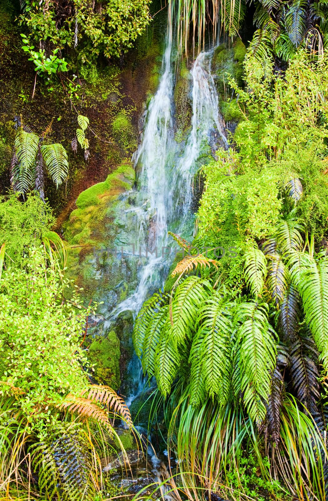 Small waterfall in a rainforest, New Zealand