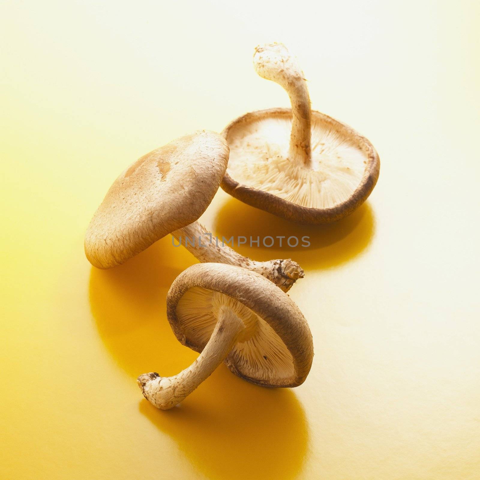Shiitake Mushrooms by tornellistefano