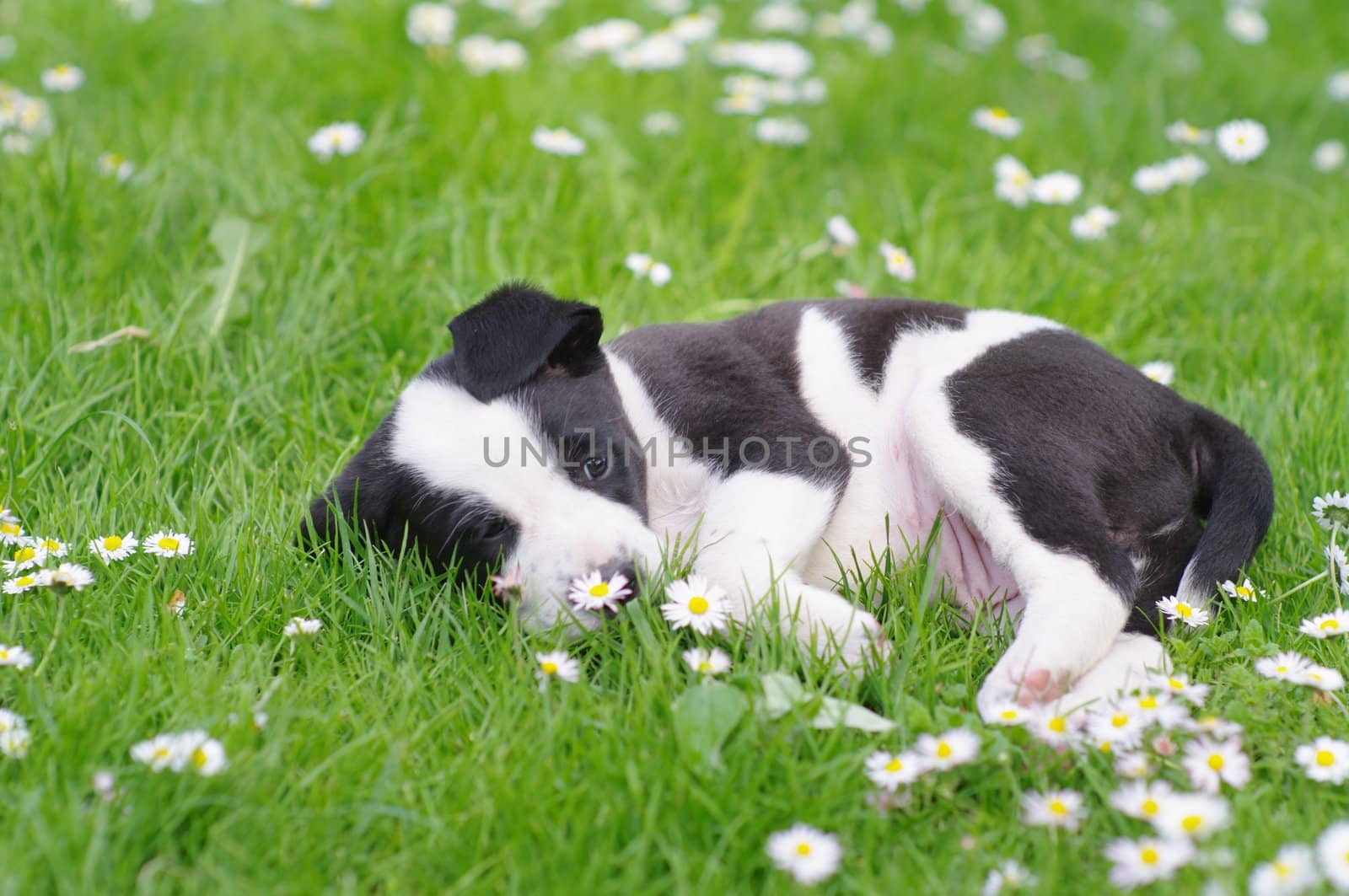 cute puppies in the meadow in spring time