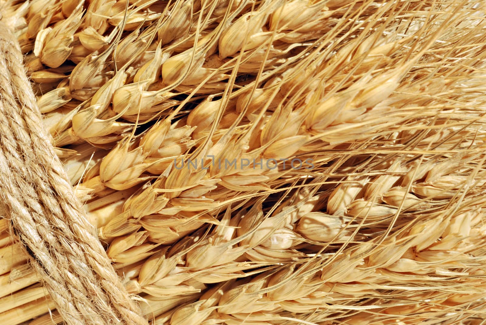 Wheat Spikes