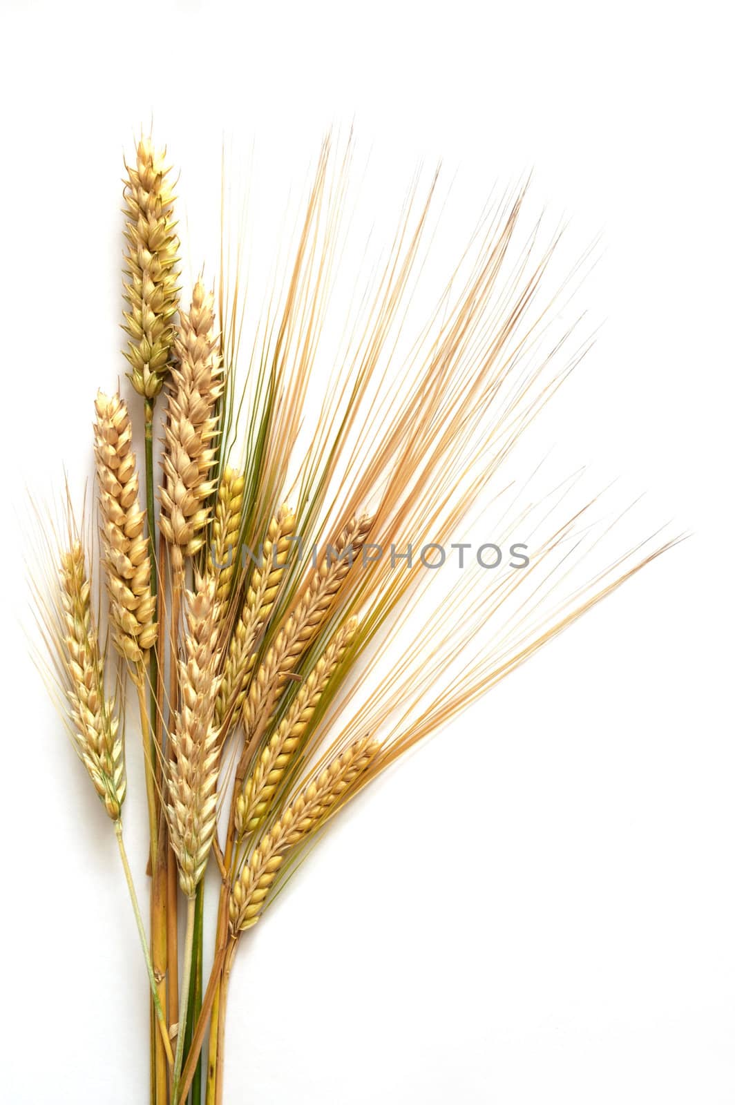 Wheat by tornellistefano
