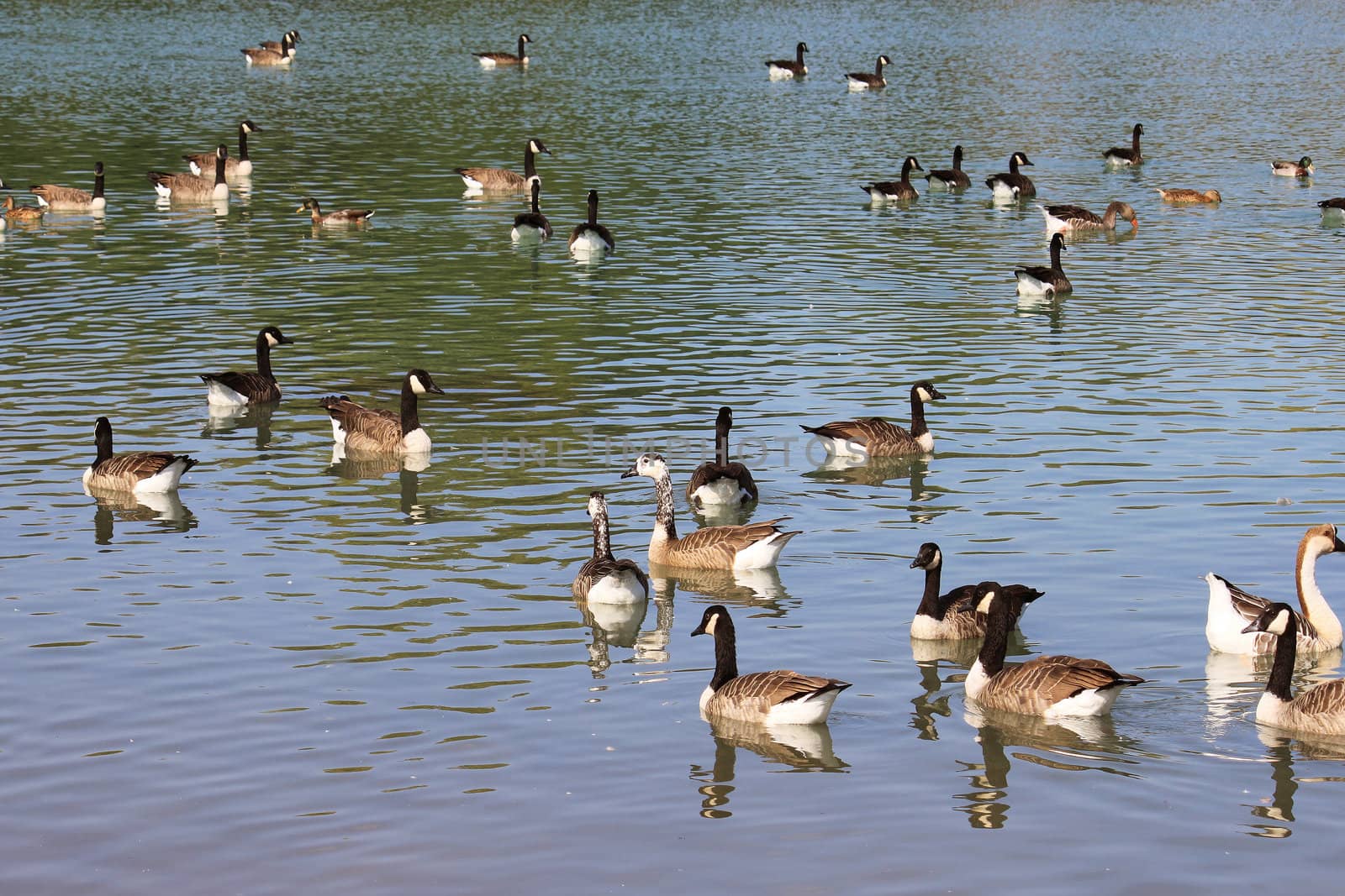 geese swimming on the surface of the lake water