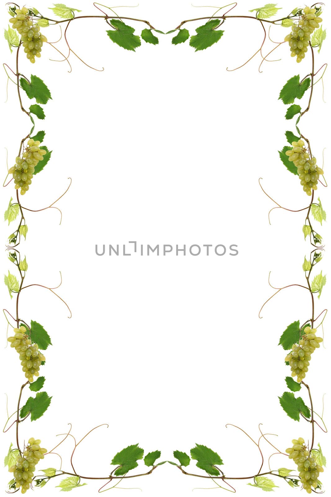 vineleaves with bunches of grapes for a wine list