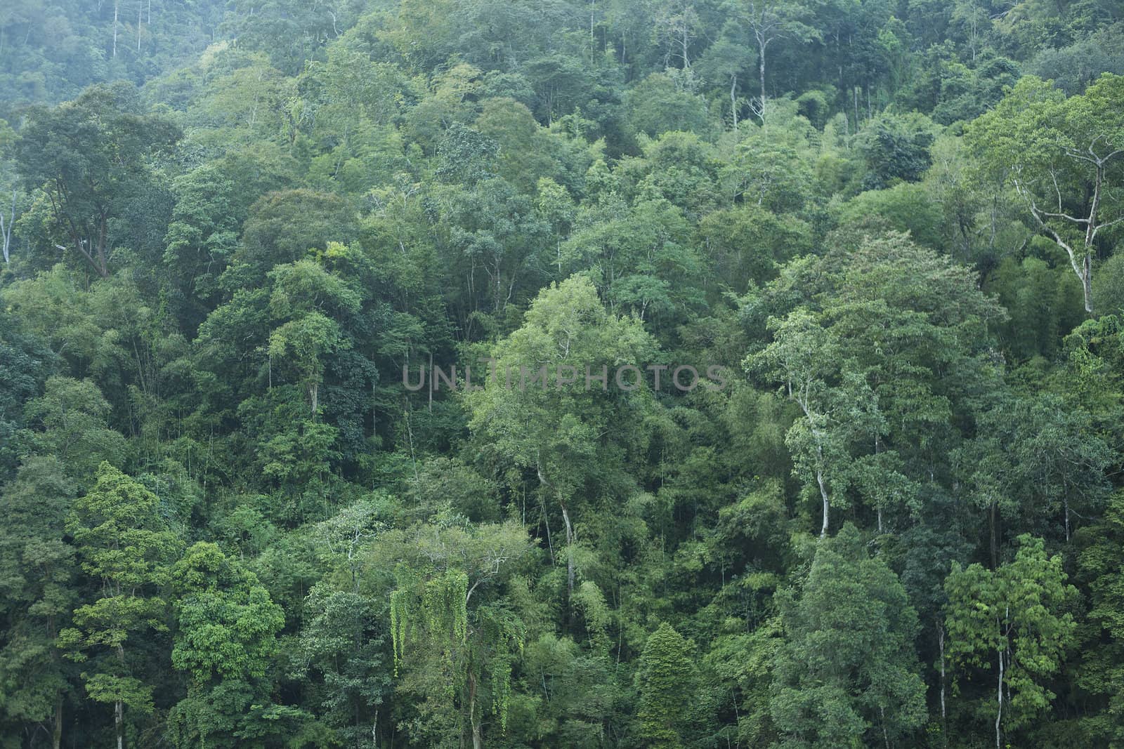 Green forest background