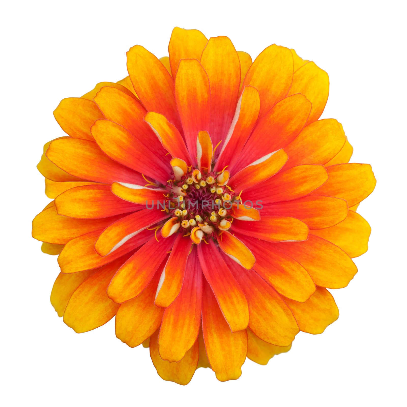 Zinnia flower isolated on white background by foto76