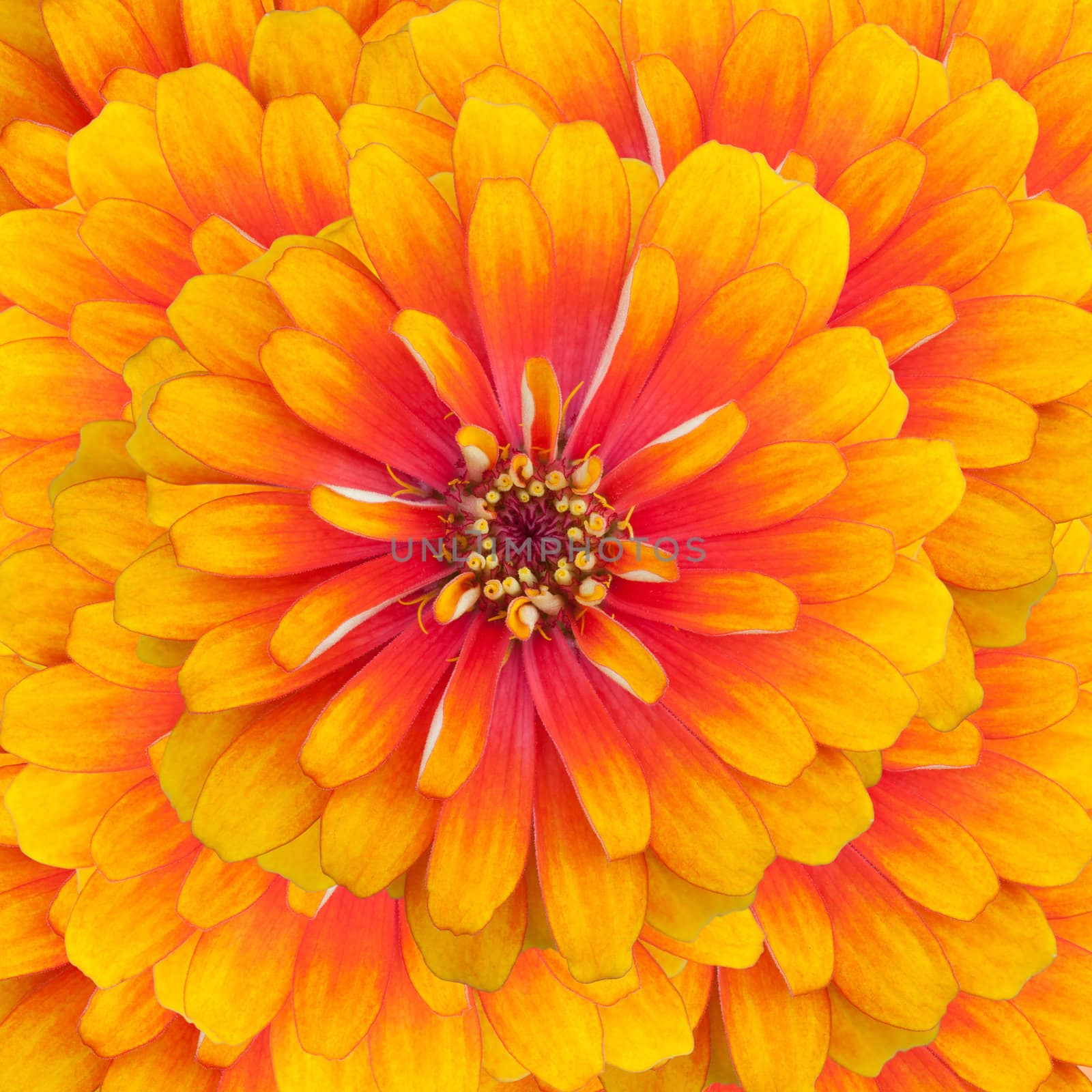 Zinnia flowers by foto76