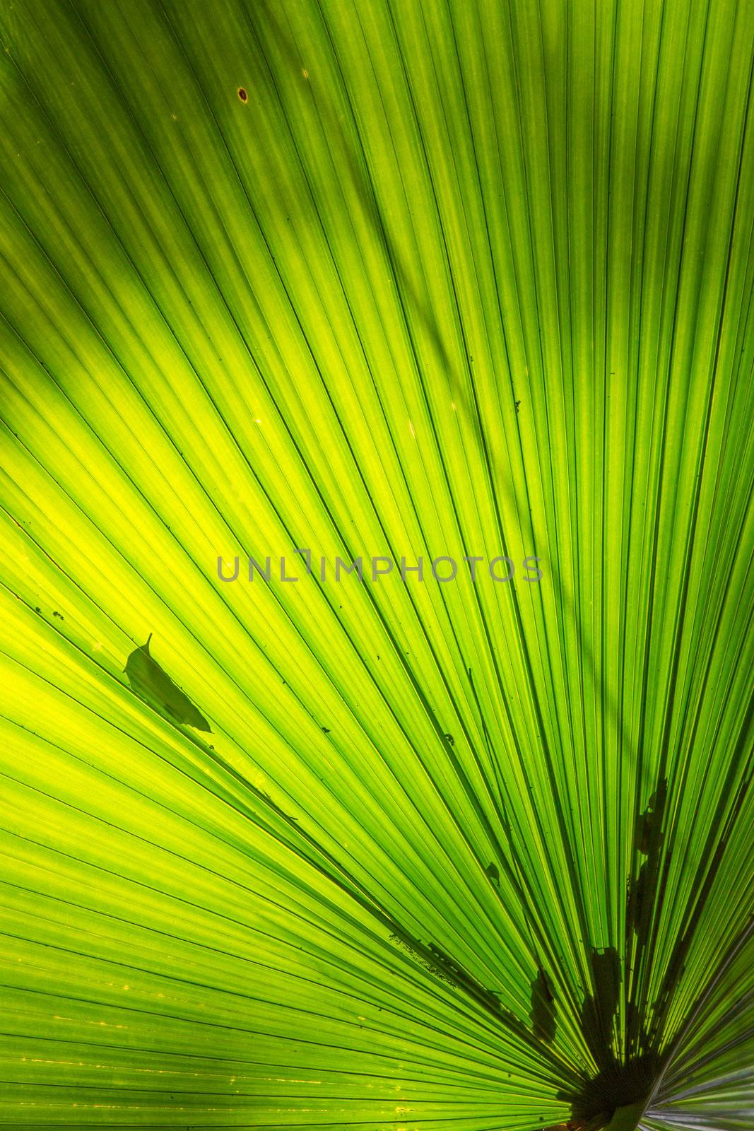 Palm Leaf Pattern using as nature background