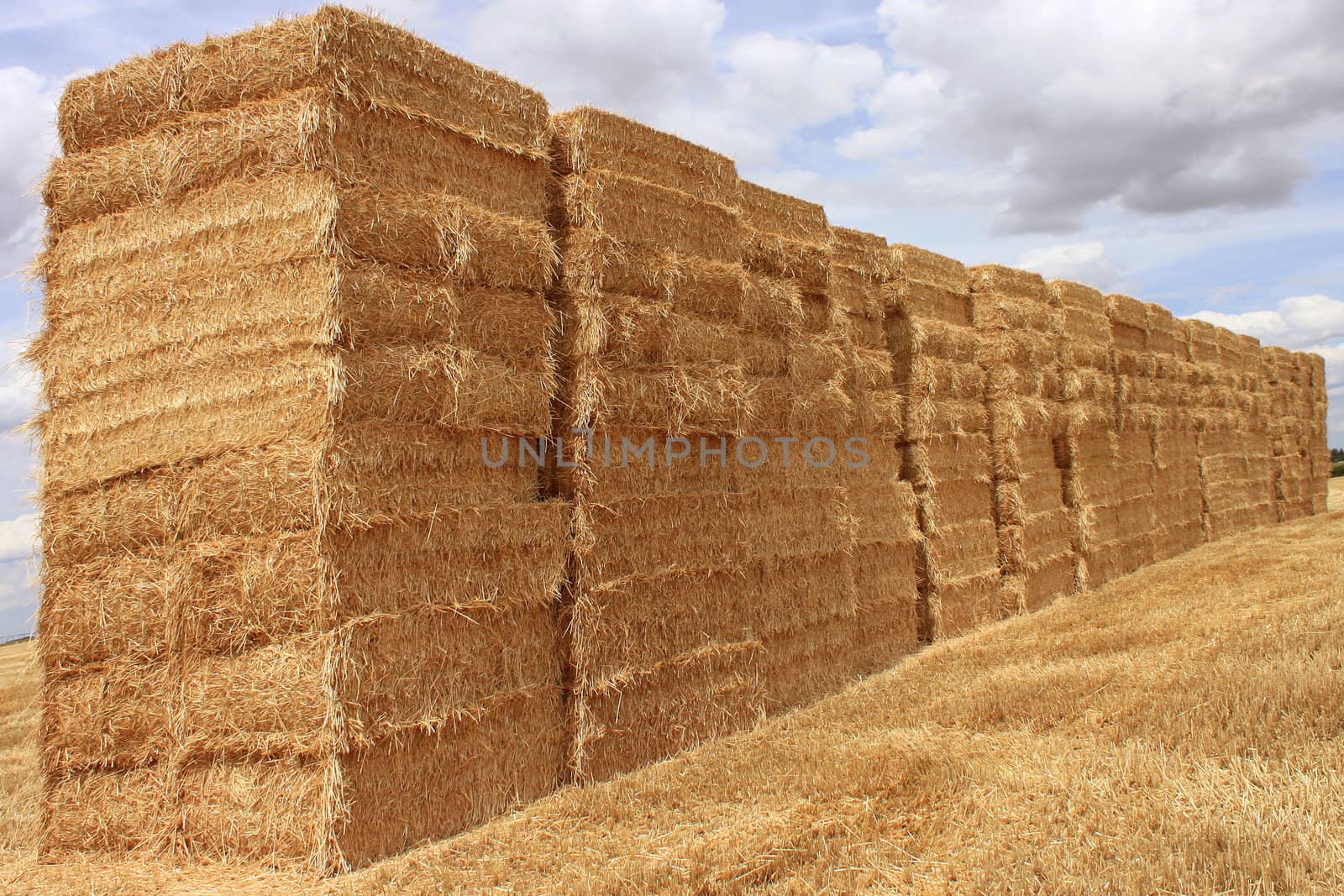 several bales of straw stacked in a field of wheat for a natural biological agricuture