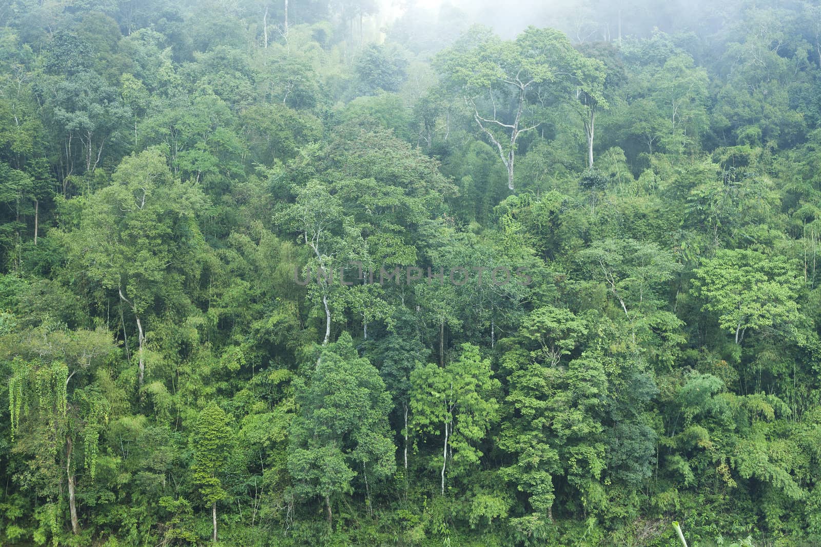 Green forest background