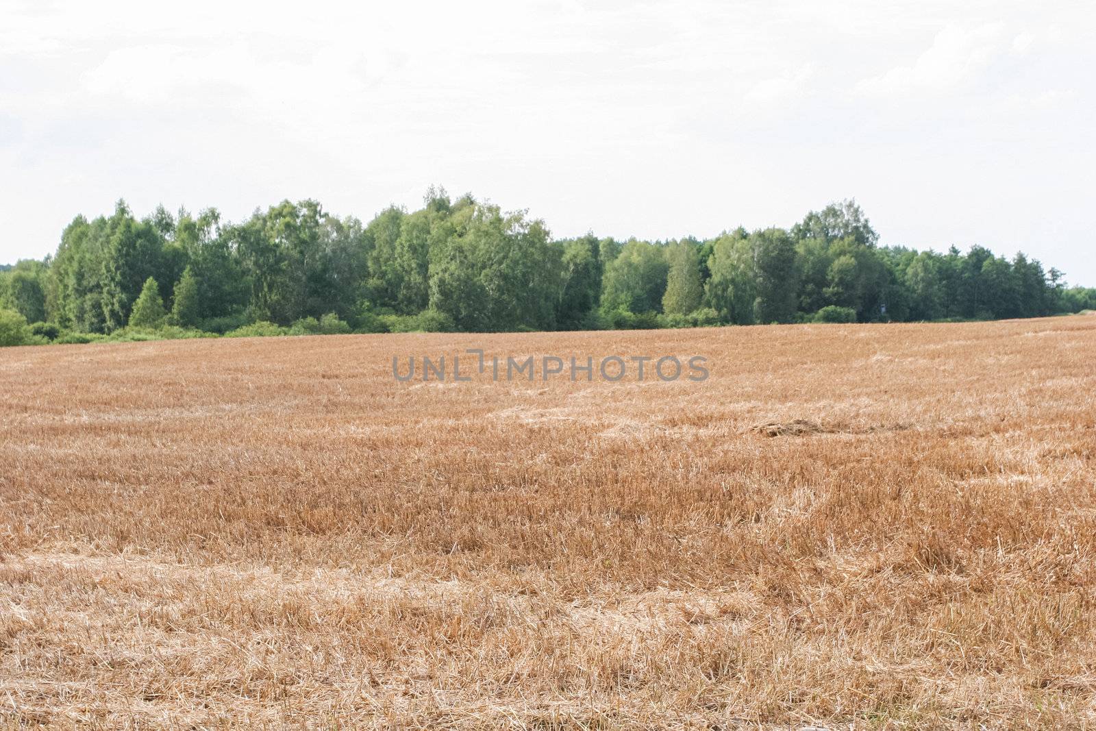 Summer countryside view in Greater Poland near Wagrowiec.