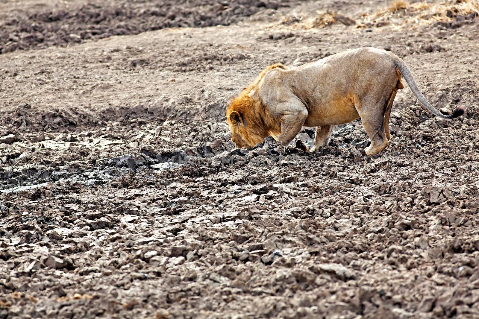 Wild lion in the African Savannah, Tanzania