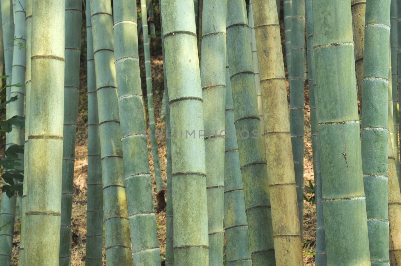 soft and light bamboo forest background; focus on front poles