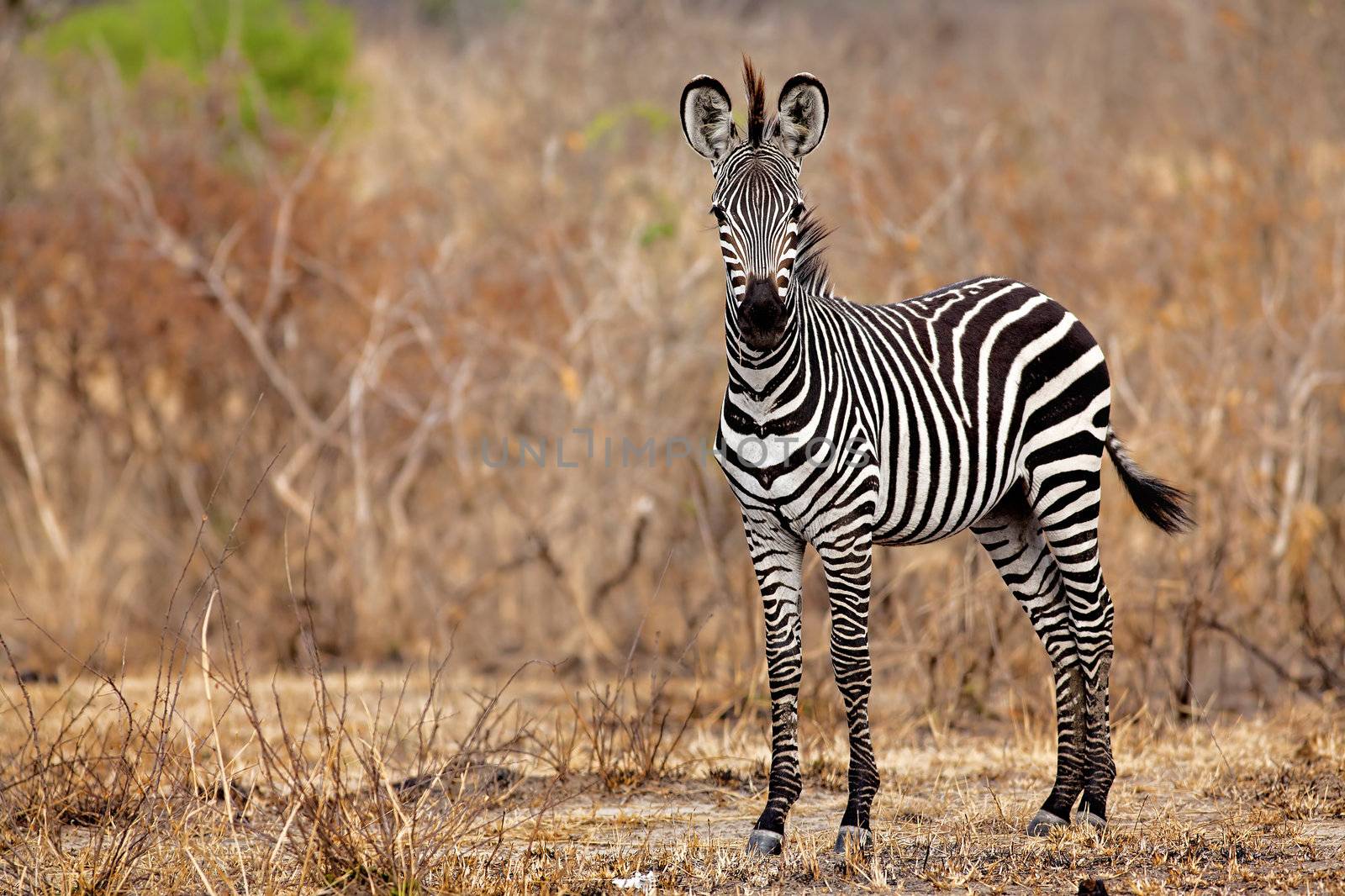 African Zebra standind in the dry savannah, Mikumi, Tanzania