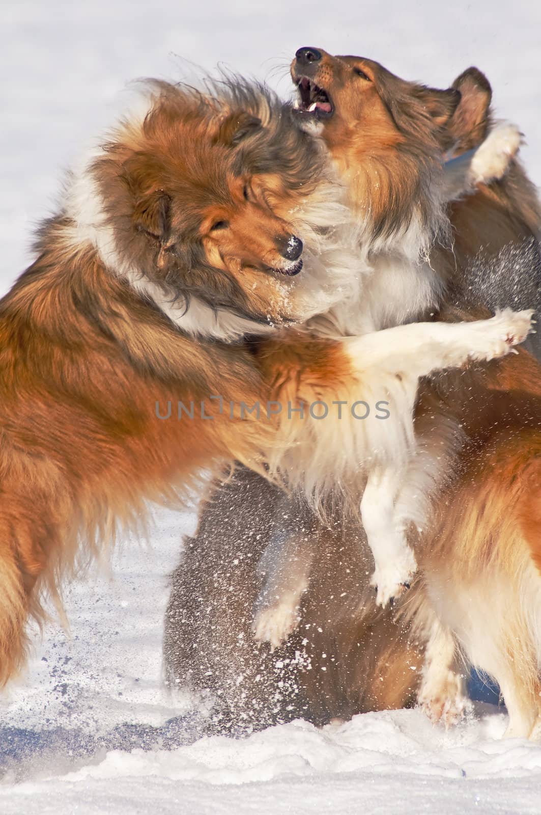 Collie dogs in snow by Jochen