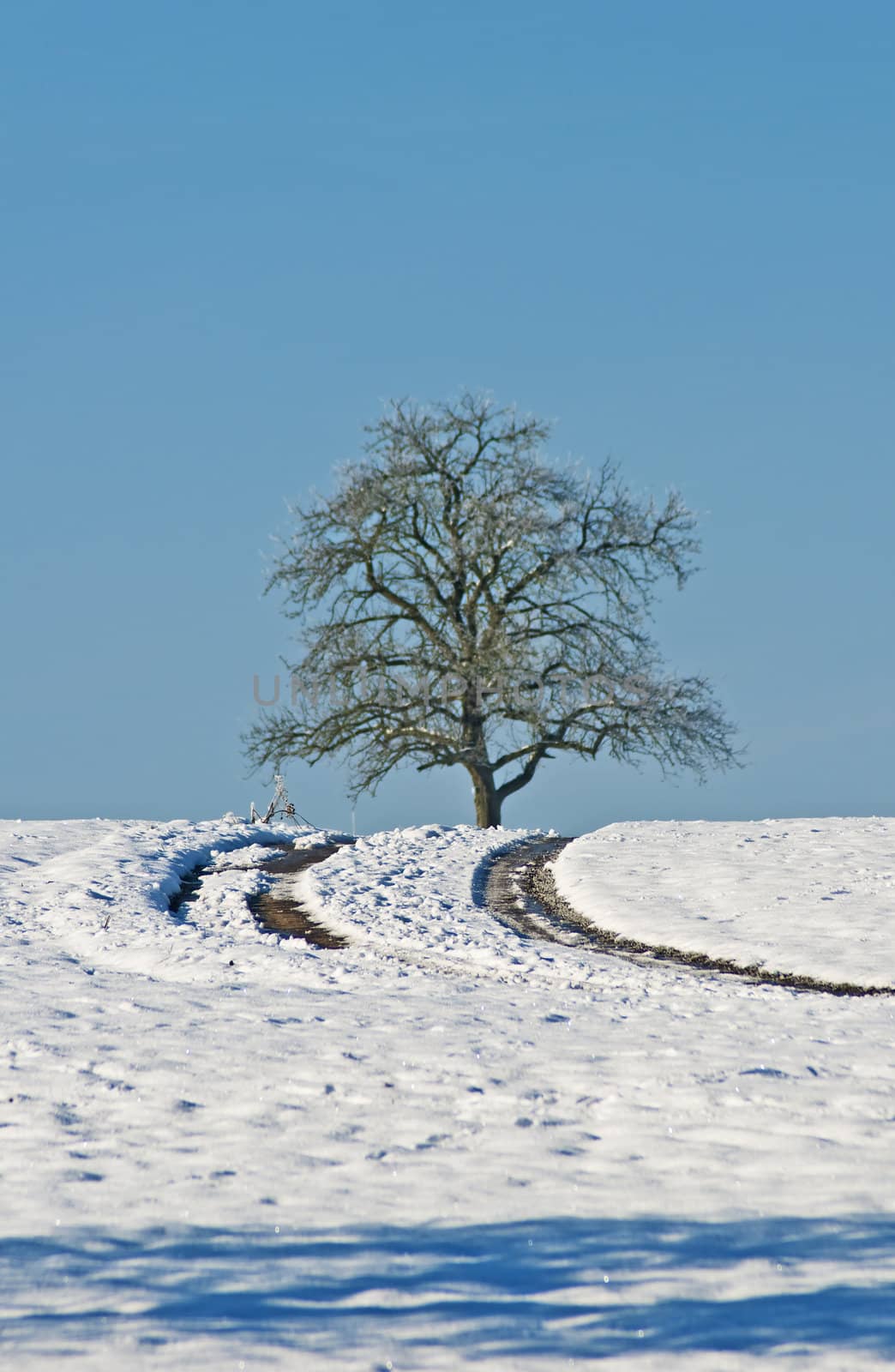 tree with snow by Jochen