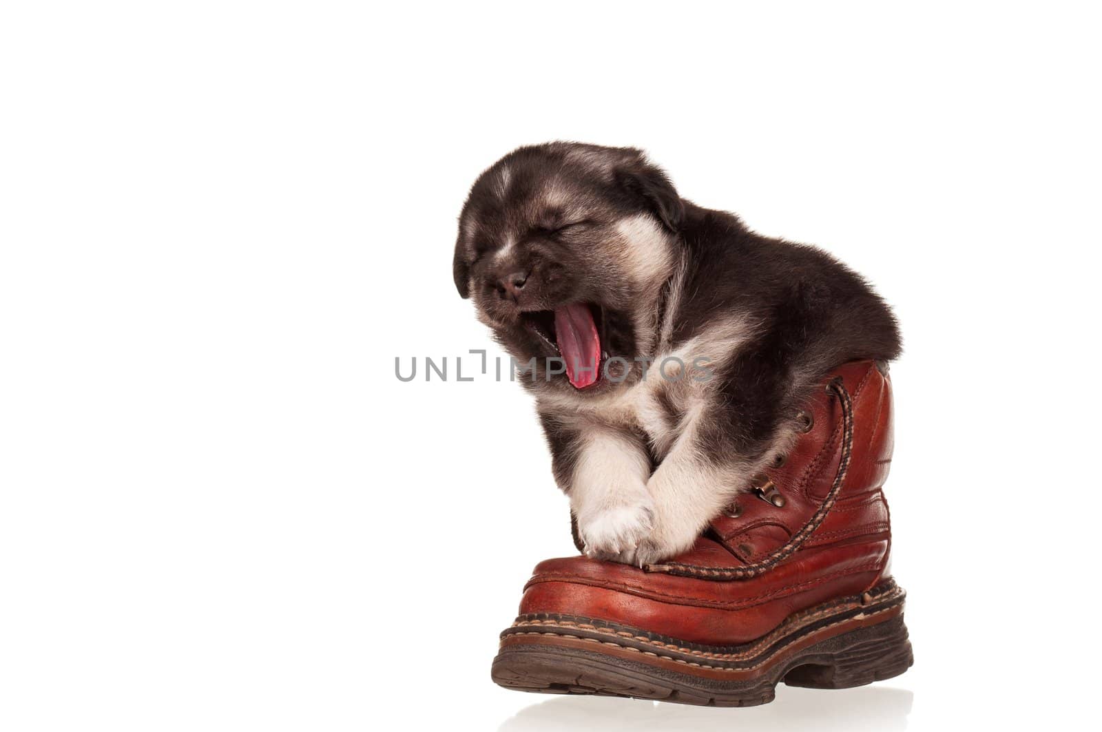 Cute puppy in old boot on a white background