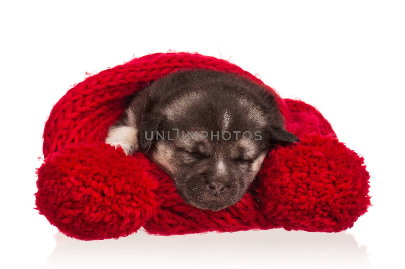 Cute sleeping puppy of 3 weeks old on a white background