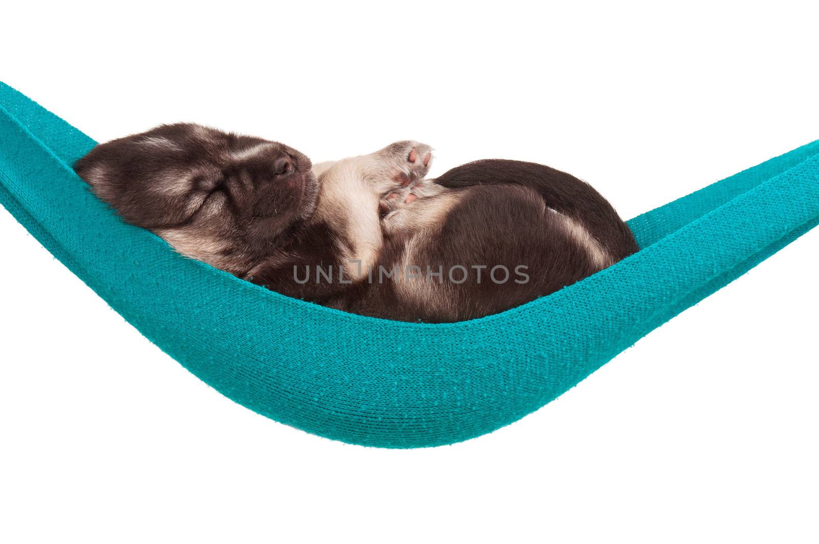 Cute sleeping puppy of 3 weeks old in a hammock on a white background