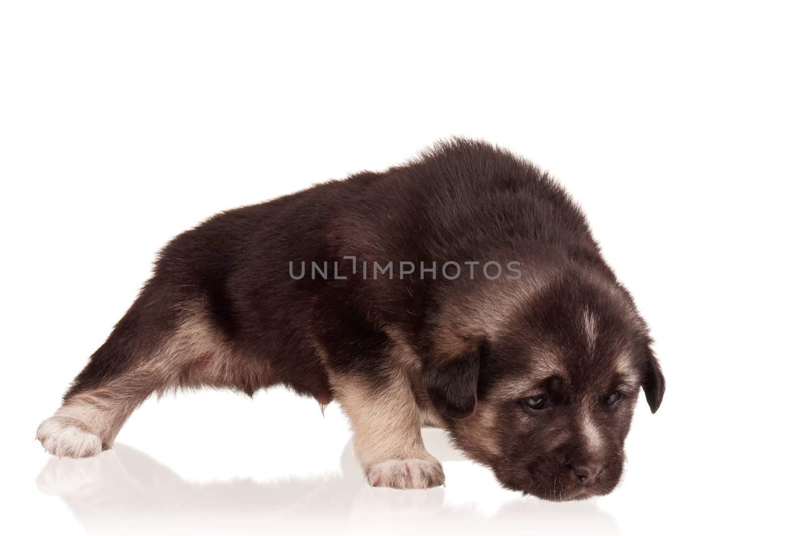 Cute puppy by fotostok_pdv